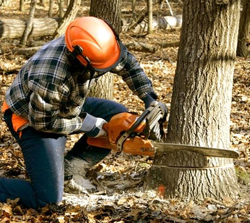 Tree Removal in Halsey, OR